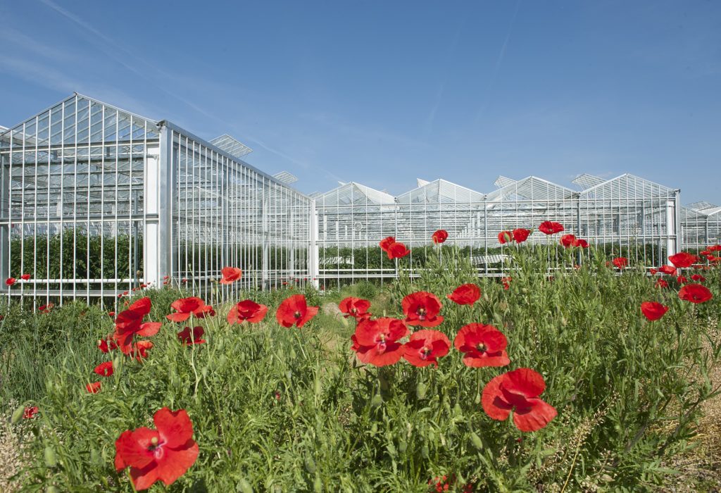 Serres de fleurs